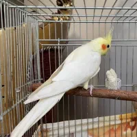 عروس هلندی لوتینو نر