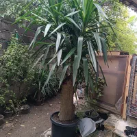 یوکا فروشی|گل و گیاه طبیعی|رامسر, |دیوار