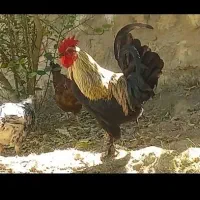 مرغ و خروس، جم
