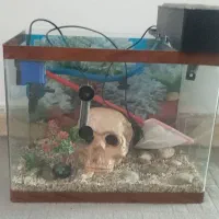 آکواریوم شرکتی