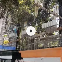 معاوضه عروس هلندی|پرنده|کرج, کلاک بالا|دیوار