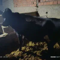 نیازمند کارگر گاوداری