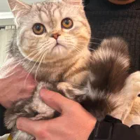 گربه نر و ماده