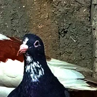 جفت پلنگ مفت