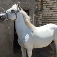 اسب مادیان|حیوانات|تاکستان, |دیوار