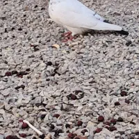 کبوتر پرشی ب زمانت