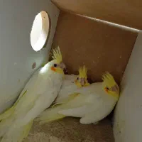 جوجه عروس|پرنده|قم, شاه سید علی|دیوار