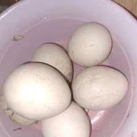 تخم طاووس فروشی ۶ عدد