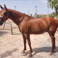 اسب پرشی یکسر خارجی|اسب و تجهیزات اسب‌سواری|رباط‌کریم, انجم آباد|دیوار