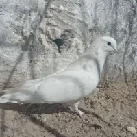 سفید پرشی|لباس|زابل, |دیوار