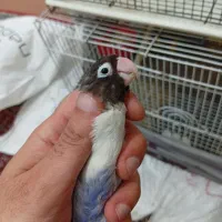 طوطی برزیلی