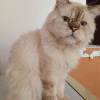 گریه پرشین نر بالغ