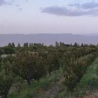 باغ گلابی فروشی ۲۲۵۰۰ متر مربع|فروش دفتر صنعتی، کشاورزی، تجاری|مشهد, دانشجو|دیوار