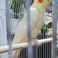 عروس هلندی نر  لوتینو