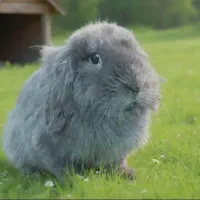 خرگوش لوپ|موش و خرگوش|اراک, |دیوار