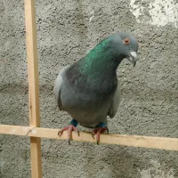 کفتر پرشی|پرنده|شیروان (خراسان), |دیوار