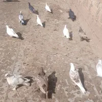 پرشی کبوتر