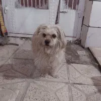 سگ خانگی|سگ|مشهد, طبرسی شمالی|دیوار