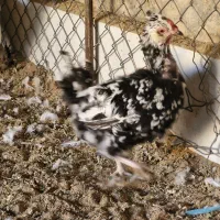 فروش ۳ مرغ و یک خروس گلین|حیوانات مزرعه|بندر ماهشهر, |دیوار