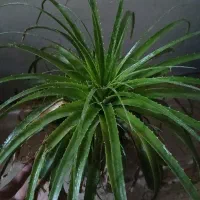 چهار ده عدد گل فقط ۴۵۰ هزار|گل و گیاه طبیعی|نسیمشهر, |دیوار