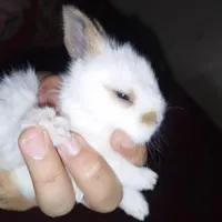 خرگوش