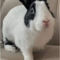 سلام|موش و خرگوش|کشکسرای, |دیوار