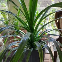 گل طبیعی پاندانوس