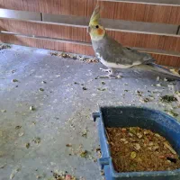 عروس هلندی