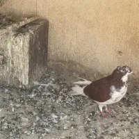 ۳ عدد کبوتر غریبگیری عالی|پرنده|شهریار, شهریار|دیوار