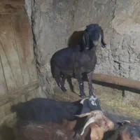 بز ابستن|حیوانات مزرعه|ایجرود, |دیوار