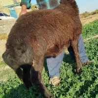 بره قوچی هترو قزل افشار