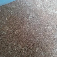 گندم  بذر   ۲۶۰۰۰|خدمات باغبانی و درختکاری|آبپخش, |دیوار