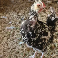 فروش ۳ مرغ و یک خروس گلین|حیوانات مزرعه|بندر ماهشهر, |دیوار