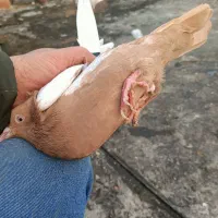 سار و سینه مقبول|پرنده|مشهد, تلگرد|دیوار