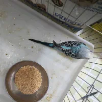 فروشی جفتی ۵۰۰|پرنده|شهرضا, |دیوار