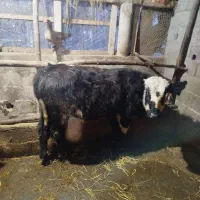 ورزاکوله داشتی|حیوانات مزرعه|رشت, حومه رشت|دیوار