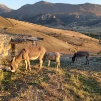 ۲ عدد خر الاغ بچه دار تازه زاییده