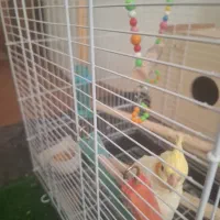 گرین چیک و عروسی هلندی|پرنده|خوی, |دیوار