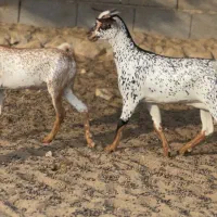 فروش کهر عمانی