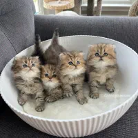 گربه اسکاتیش / بریتیش رنگ خاص..