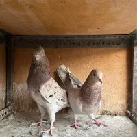 کفتر سرور|پرنده|اسلامشهر, مطهری|دیوار