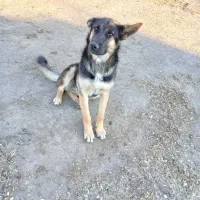 سگ ژرمن|سگ|مشکیندشت, |دیوار