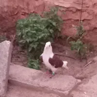 کبوتر