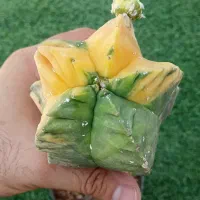 کاکتوس های خاص و کلکسیونی|گل و گیاه طبیعی|شیراز, فضل‌آباد|دیوار