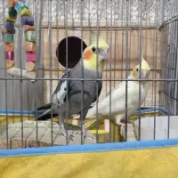 یه جفت عروس هلندی با سه عدد جوجه با قفس و وسایلاش