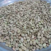 باقله دزفولی بزری شاخ بزی ۷ بند