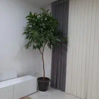 آمستل کینگ|گل و گیاه طبیعی|گناباد, |دیوار