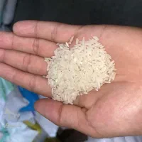 برنج طارم هاشمی +برنج فجر