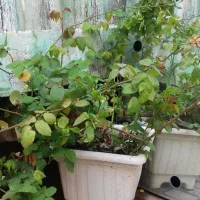 گل محمدی رونده عطری گل درشت