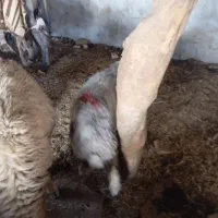فروش یک عدد بره ماده و دو بز نر افغانی|حیوانات مزرعه|اهواز, آریاشهر|دیوار
